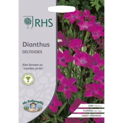 RHS Dianthus Deltoides
