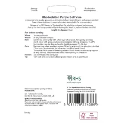 RHS Rhodochiton Purple Bell Vine -GreenScape Sales Store 12884798 7064843469746440