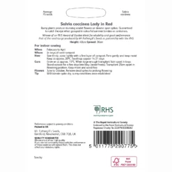 RHS Salvia Coccinea Lady In Red -GreenScape Sales Store 12884803 1024870986372492