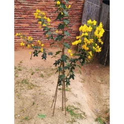 10 Pack Bamboo Canes - 1.2m/4ft -GreenScape Sales Store 12885363 9384952637997167