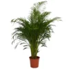 Areca Palm (Butterfly Palm) Houseplant - 27cm -GreenScape Sales Store 12886414 5264869421777767