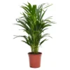 Areca Palm Dypsis Lutescens (Butterfly Or Golden Palm) In 17cm Pot 1 Areca Palm Dypsis Lutescens (Butterfly Or Golden Palm) In 17cm Pot -GreenScape Sales Store 12886418 6564929119924739