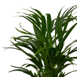 Areca Palm Dypsis Lutescens (Butterfly Or Golden Palm) In 17cm Pot 5 Areca Palm Dypsis Lutescens (Butterfly Or Golden Palm) In 17cm Pot -GreenScape Sales Store 12886418 7374929119958747