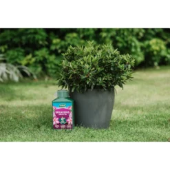 Westland Ericaceous Specialist Feed - 1l -GreenScape Sales Store 12886482 1344851896004063