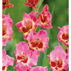 Large Flowering Gladioli Candy -GreenScape Sales Store 12889021 1085020401649269
