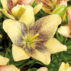 Asiatic Lily Easy Spot -GreenScape Sales Store 12889022 1035020401953811