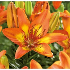 None Pot Lily Happy Memories Flower Bulbs -GreenScape Sales Store 12889025 1275020584792987