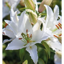Oriental Lily Siberia -GreenScape Sales Store 12889026 2125020584795186