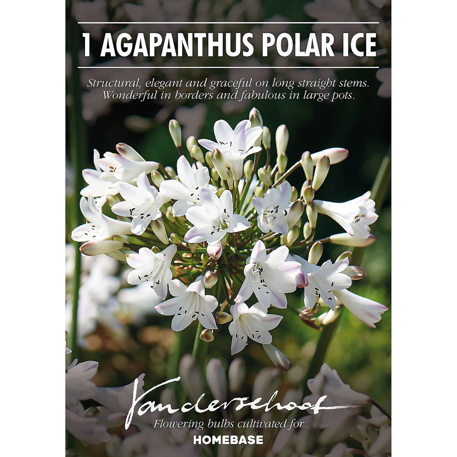 None Agapanthus Polar Ice Bulb 4 None Agapanthus Polar Ice Bulb - Image 2
