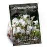 None Agapanthus Polar Ice Bulb -GreenScape Sales Store 12889203 8495020401708411
