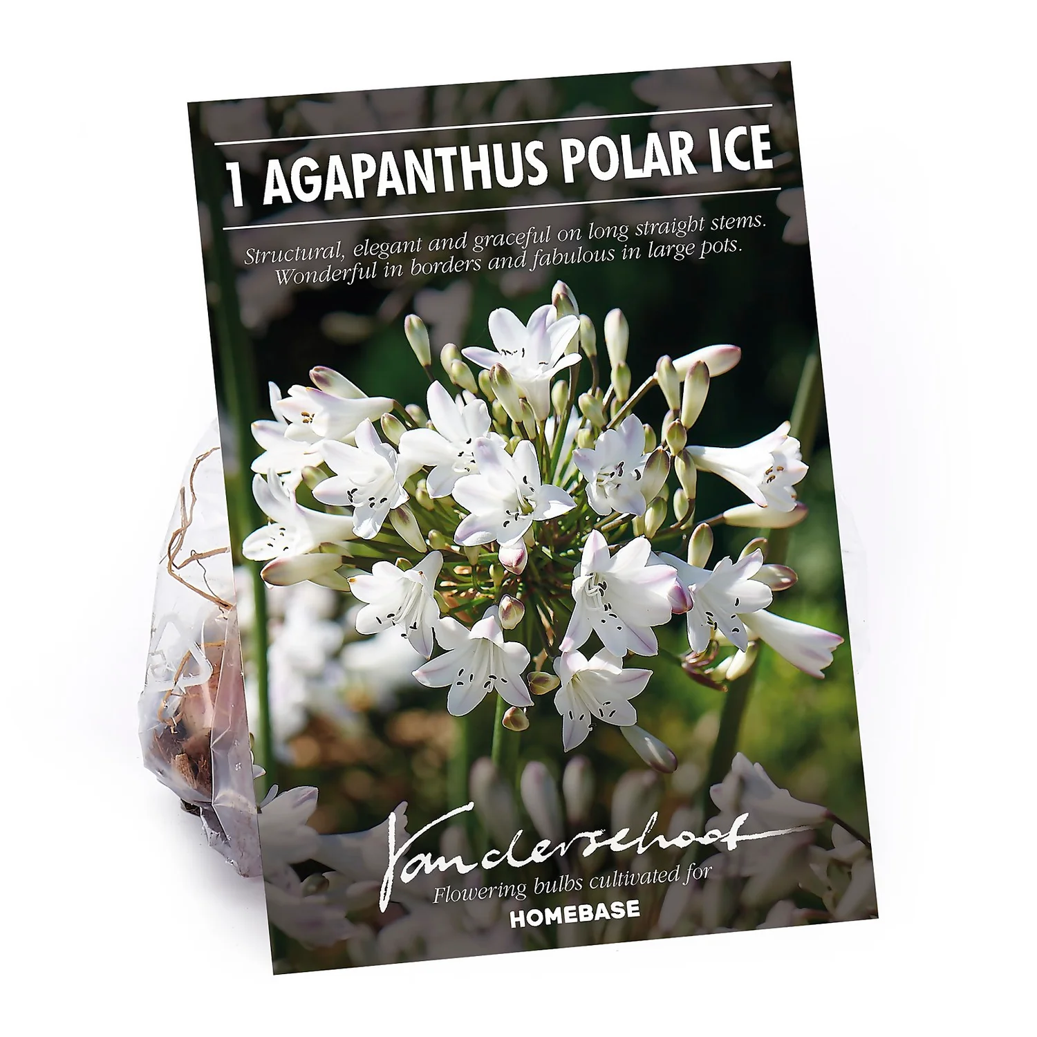 None Agapanthus Polar Ice Bulb 3 None Agapanthus Polar Ice Bulb