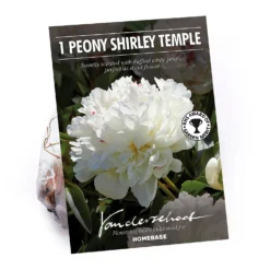 Peony Lactiflora Shirley Temple