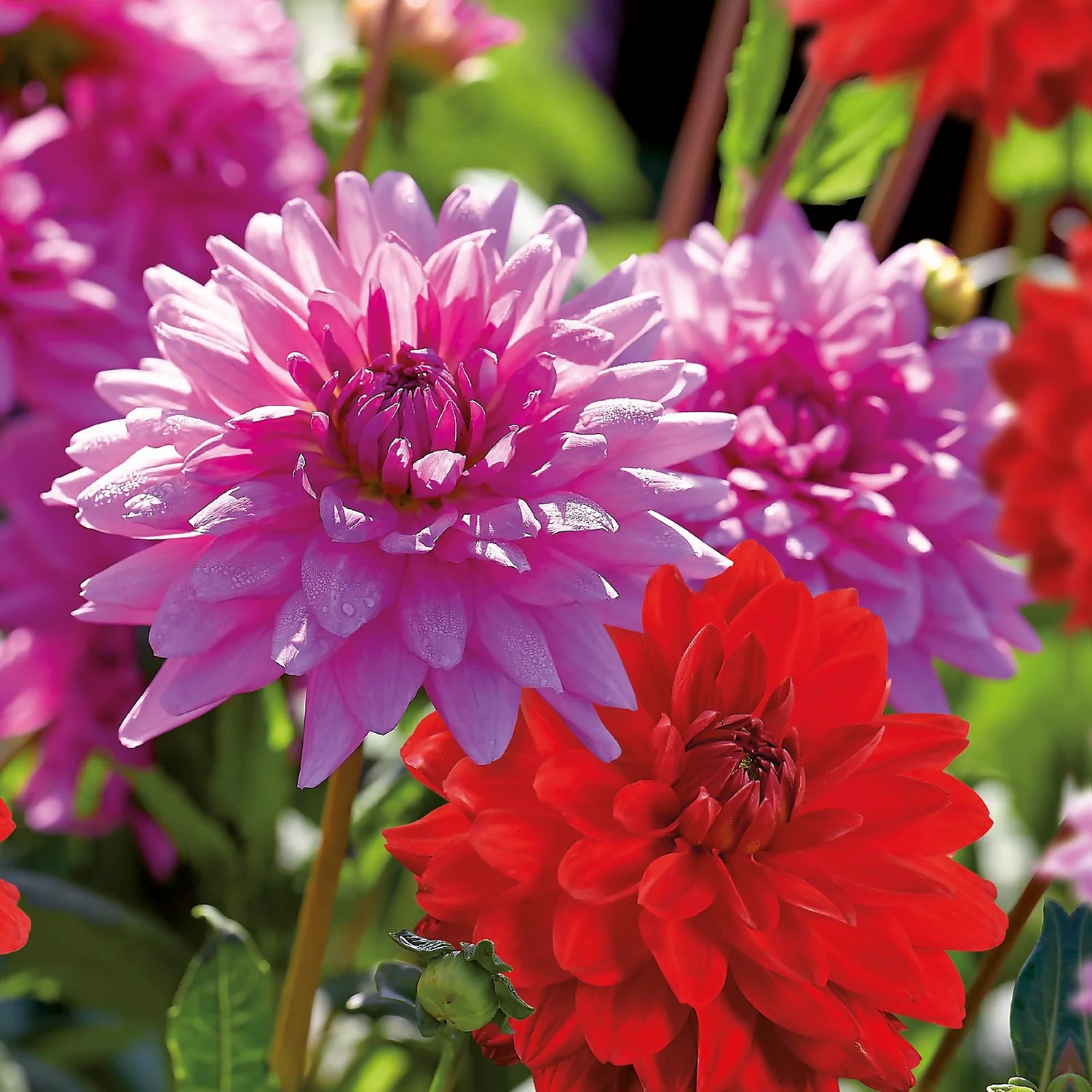 None Dahlias Garden Wonder Rosella 5 None Dahlias Garden Wonder Rosella - Image 3
