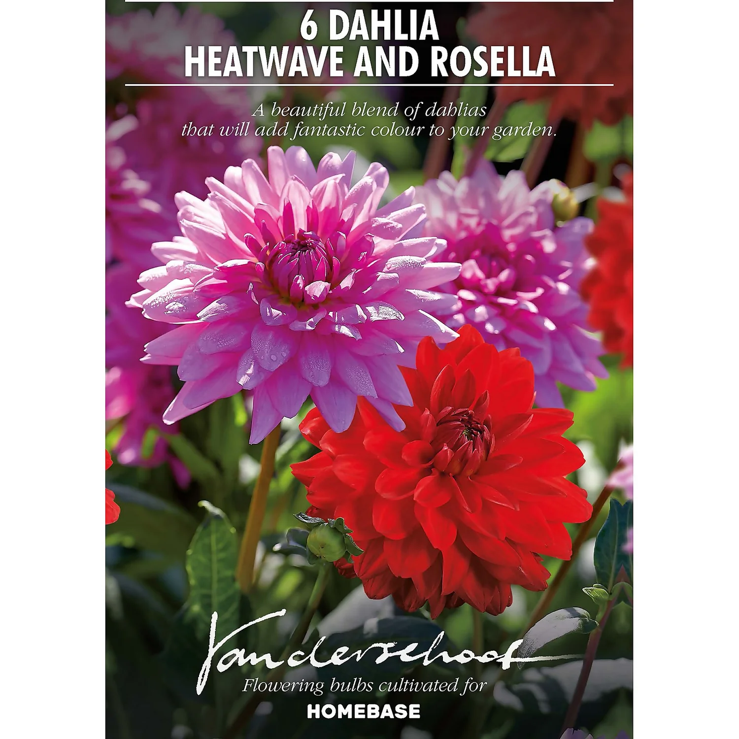 None Dahlias Garden Wonder Rosella 4 None Dahlias Garden Wonder Rosella - Image 2