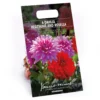 None Dahlias Garden Wonder Rosella 1 None Dahlias Garden Wonder Rosella -GreenScape Sales Store 12889205 2065020401870648