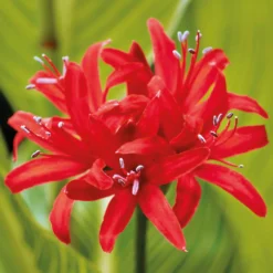 Nerine Sarniensis Red -GreenScape Sales Store 12889206 1085020401788394