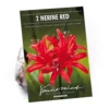 Nerine Sarniensis Red -GreenScape Sales Store 12889206 1835020401703746
