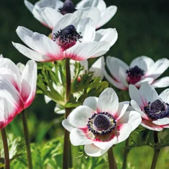 Anemone Bicolor -GreenScape Sales Store 12889208 1175020401982695