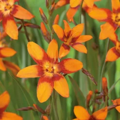 Crocosmia Emily McKenzie -GreenScape Sales Store 12889209 2135020402005459