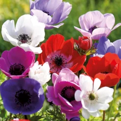 None Anemones Coronaria De Caen 7 None Anemones Coronaria De Caen -GreenScape Sales Store 12889212 1215022410636391
