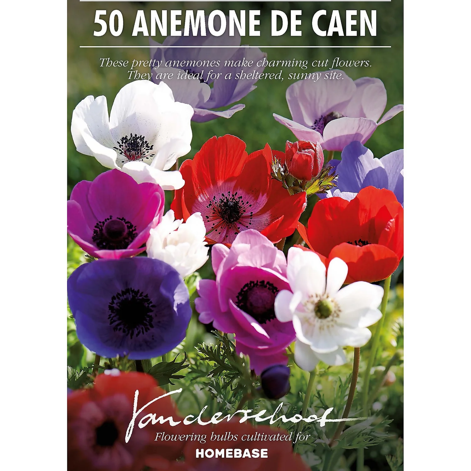None Anemones Coronaria De Caen 4 None Anemones Coronaria De Caen - Image 2