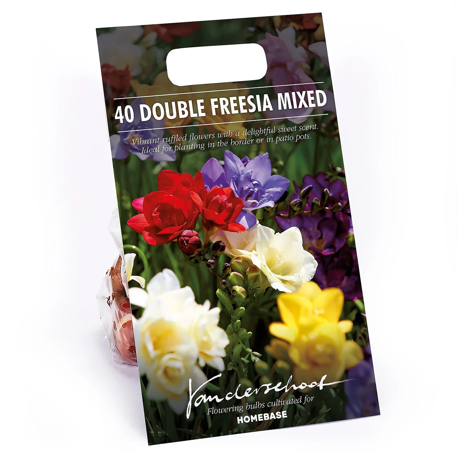 None Freesia Double Mixed 3 None Freesia Double Mixed