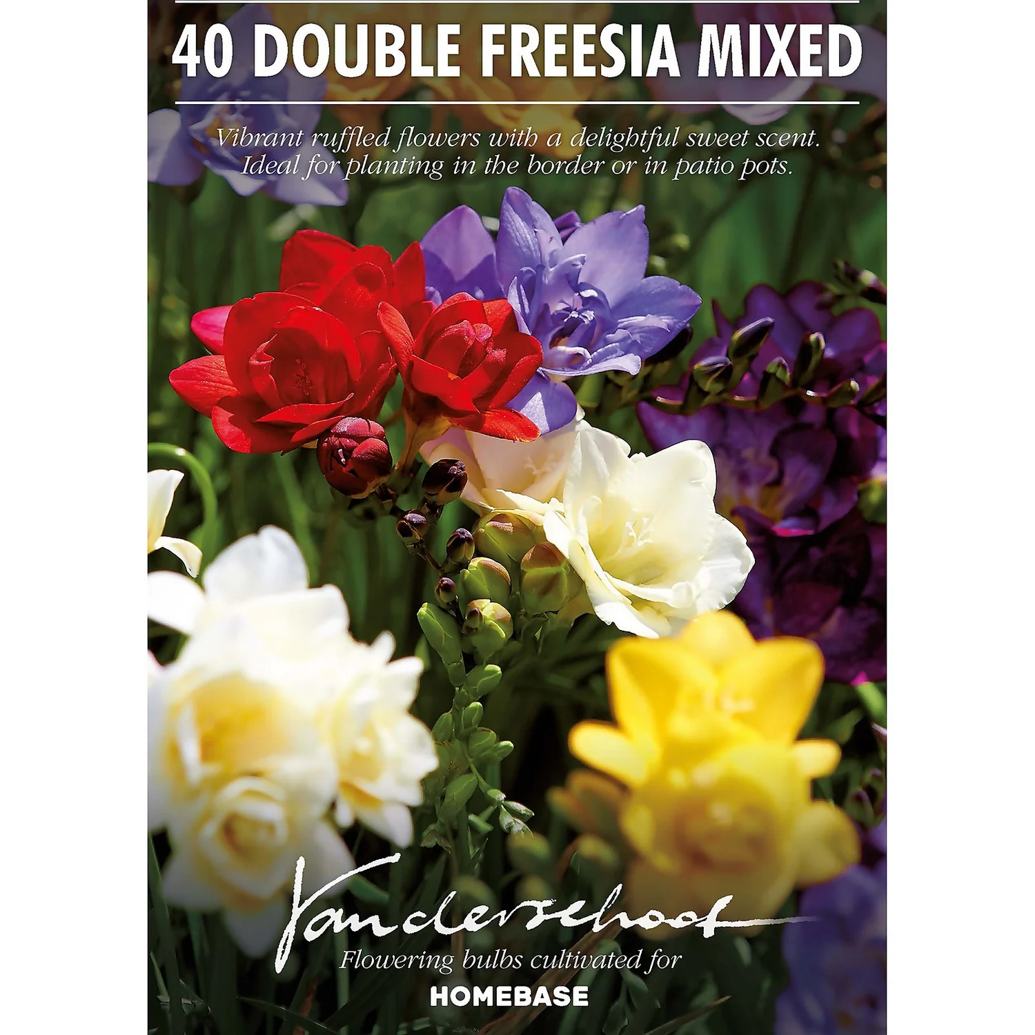None Freesia Double Mixed 4 None Freesia Double Mixed - Image 2