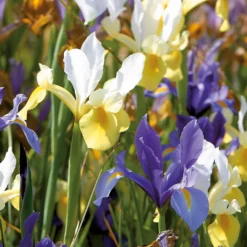 None Dutch Iris Mixed -GreenScape Sales Store 12889216 1665022410645361