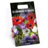 None Anemones Coronaria Brigid -GreenScape Sales Store 12889217 1315022410495835