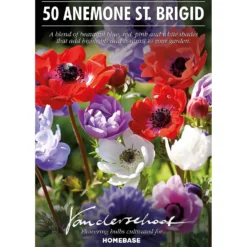 None Anemones Coronaria Brigid -GreenScape Sales Store 12889217 3215022410595672