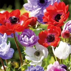 None Anemones Coronaria Brigid -GreenScape Sales Store 12889217 5725022410654466