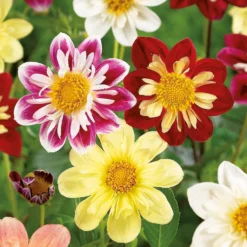 None Dahlias Unwinn Collorette Mixed -GreenScape Sales Store 12889219 1955020401953139