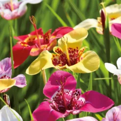 None Tigridias Pavonia Mixed 7 None Tigridias Pavonia Mixed -GreenScape Sales Store 12889221 1625022410872926