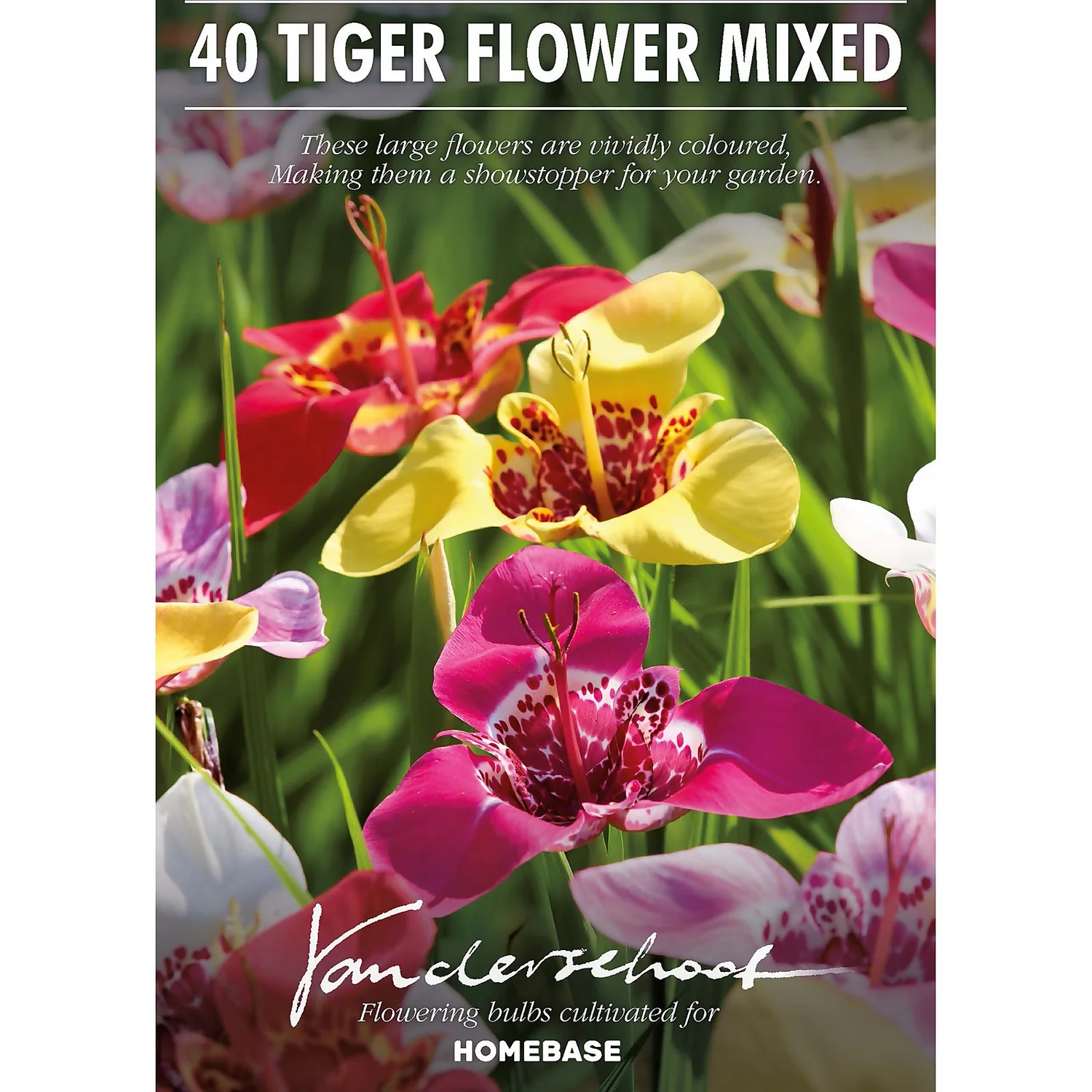 None Tigridias Pavonia Mixed 4 None Tigridias Pavonia Mixed - Image 2