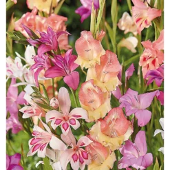 None Gladioli Nanus Mixed 7 None Gladioli Nanus Mixed -GreenScape Sales Store 12889222 1625022410684526