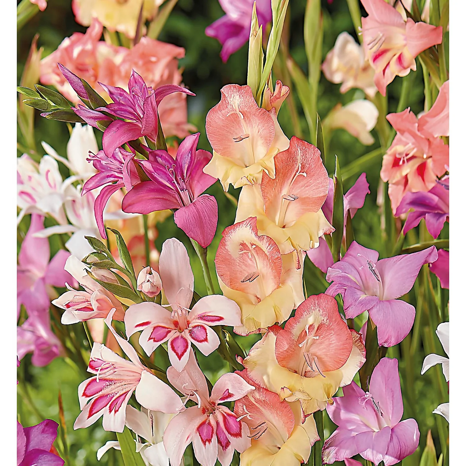 None Gladioli Nanus Mixed 5 None Gladioli Nanus Mixed - Image 3