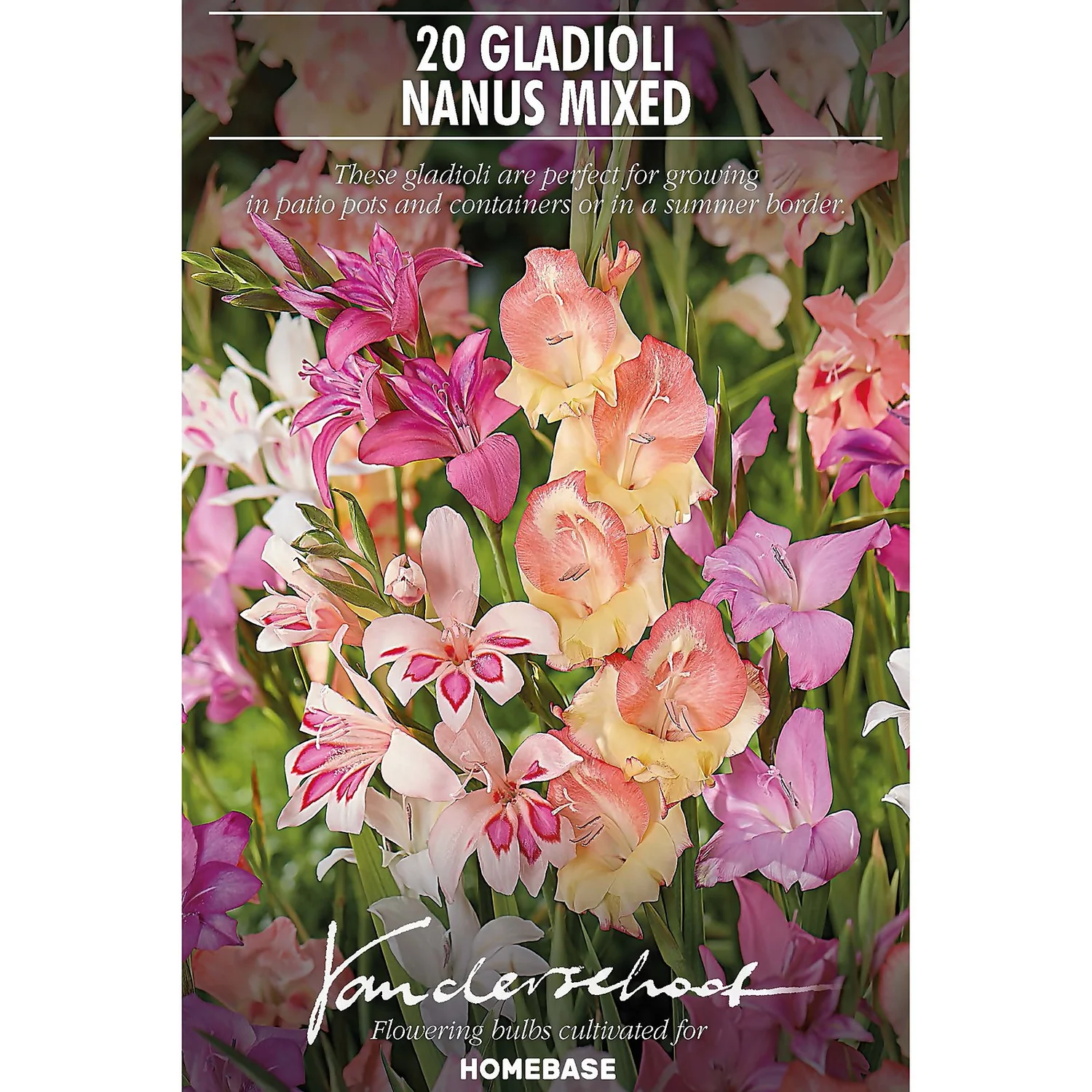 None Gladioli Nanus Mixed 4 None Gladioli Nanus Mixed - Image 2