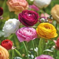 None Ranunculus Mixed -GreenScape Sales Store 12889396 1245022410868807