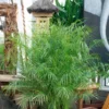 Phoenix Roebellenii Miniature Date Palm 21cm -GreenScape Sales Store 12891688 1144868374061940