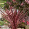 None Cordyline Red Star 10L -GreenScape Sales Store 12891692 2094868377903617