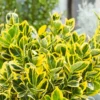 Euonymus Japonicus Aureus & Bravo 10L -GreenScape Sales Store 12891696 1474868375706123