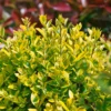 Ligustrum Ovalifolium 10L -GreenScape Sales Store 12891700 1824865882296707