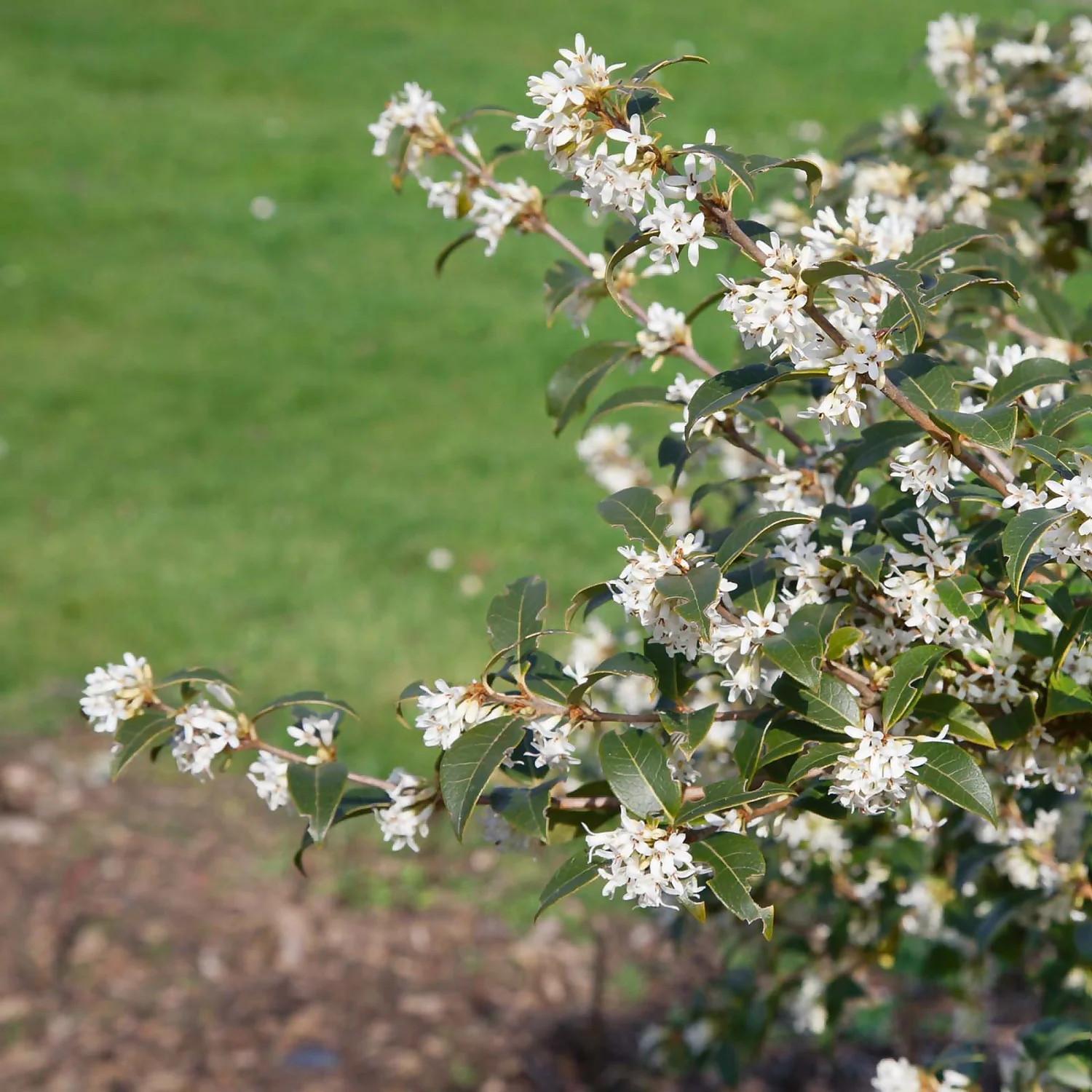 Osmanthus Burkwoodii 8L 3 Osmanthus Burkwoodii 8L