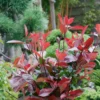 Photinia X Fraseri Compacta 10L 1 Photinia X Fraseri Compacta 10L -GreenScape Sales Store 12891735 1764865882523894