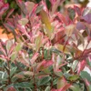 Photinia X Fraseri Pink Marble 10L 1 Photinia X Fraseri Pink Marble 10L -GreenScape Sales Store 12891737 7184865882526390