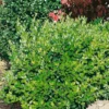 Ligustrum Texanum Green 8L 1 Ligustrum Texanum Green 8L -GreenScape Sales Store 12891744 3614865882509770