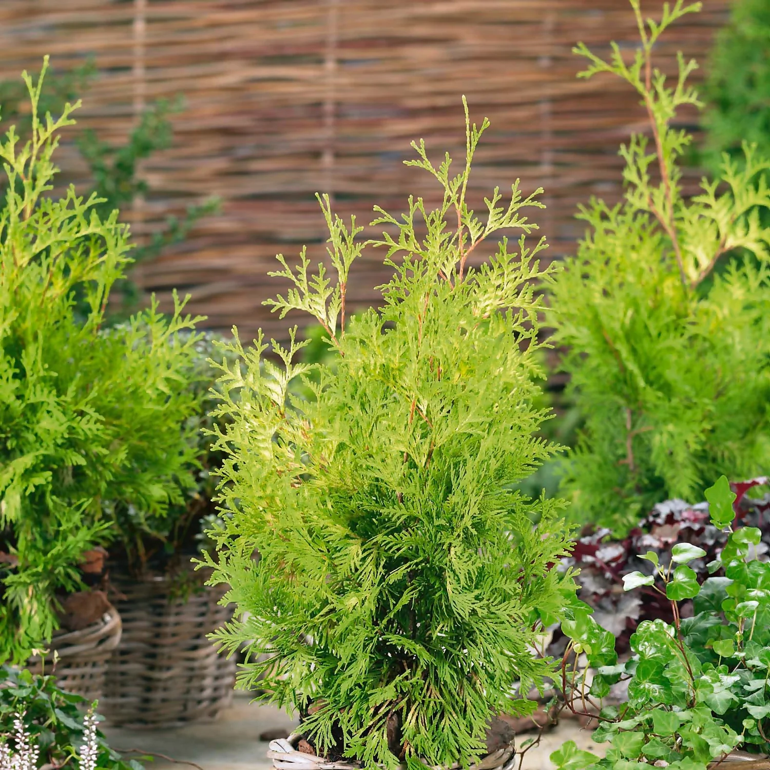 None Cloud Cupressocyparis Gold Rider 18L 3 None Cloud Cupressocyparis Gold Rider 18L