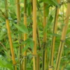 Bamboo Gold Phyllostachys Aureosulcata Aurea 10L -GreenScape Sales Store 12892481 8214857415247232