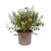 None Hypericum Hidcote -GreenScape Sales Store 12939973 1764968981389661