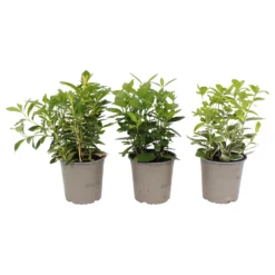 Euonymus Mix 13cm -GreenScape Sales Store 12940251 7495038490166768